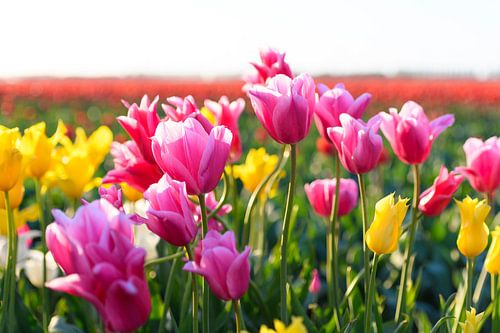 Kleurrijke tulpen in een veld tijdens zonsondergang