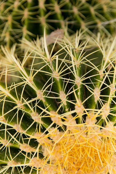 Nahaufnahme Kaktus von Laura V