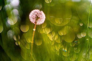 Dandelion fruit fluff in backlighting by Ron Poot