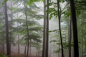 mist in een beukenbos