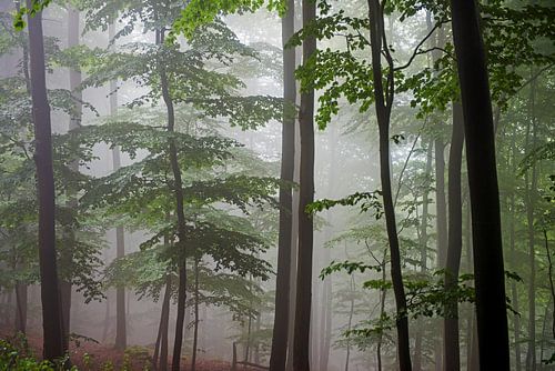 mist in een beukenbos