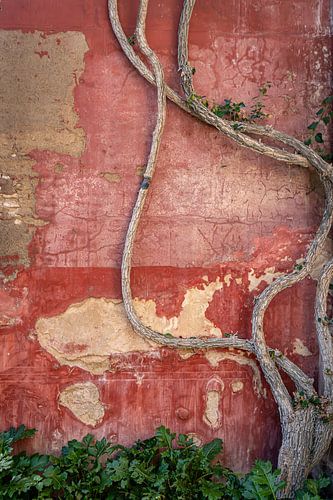 Mur dégradé avec plante grimpante