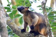 A Lumholtz's tree-kangaroo (Dendrolagus lumholtzi) rests high in a tree in a dry forest Queensland,  by Frank Fichtmüller thumbnail