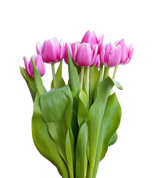 Tulipes par Bo Valentino