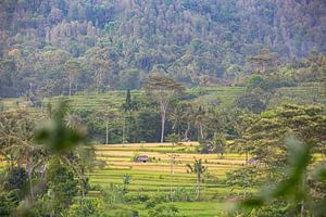 Rice fields in Sideman on Bali in Indonesia sur Michiel Ton