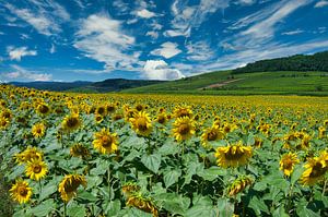 Sonnenblumenfeld im Elsass