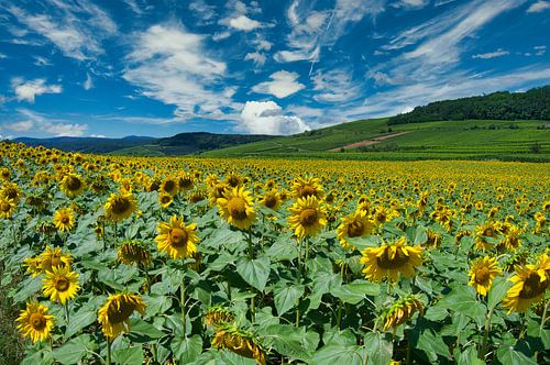Zonnebloemveld in de Elzas