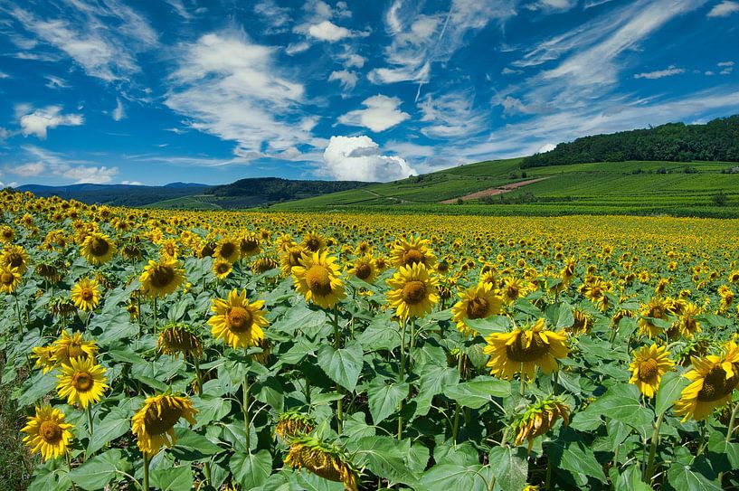 Sunflower field in Alsace by Tanja Voigt