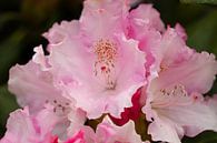 Rhododendronblüte von Erich Werner Miniaturansicht