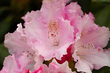 rhododendron flower by Erich Werner
