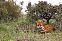 Fox under a tree