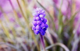 The Lonely One by Carmen Fotografie