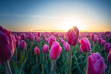 Nederlandse Tulpen van Alvin Aarnoutse