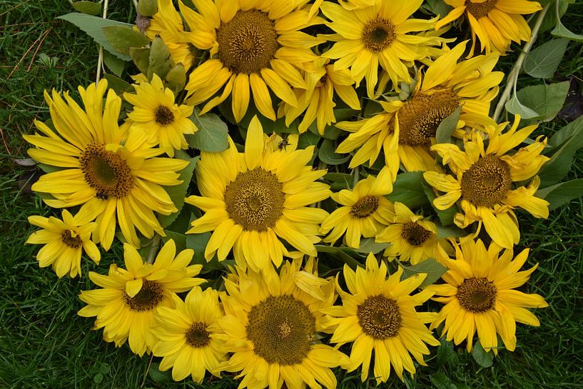 Sunflower flowers in the garden by Claude Laprise