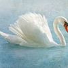 Elegante witte zwaan van Claudia Moeckel