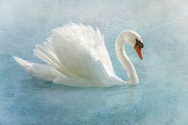 Eleganter weisser Schwan von Claudia Moeckel
