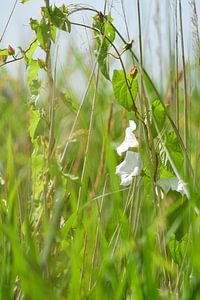 Weiße Blumen im Grünzeug