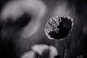 Blumen Schönheit