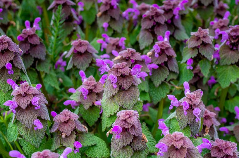 Blumenwiese im Frühling mit purpurotenTaubnesseln von Fartifos