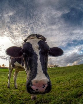 Cow sur Carina Buchspies