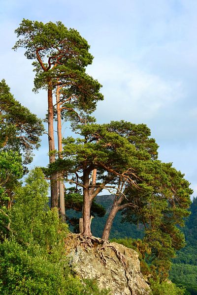 Friar's Crag by Gisela Scheffbuch