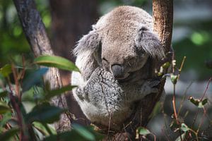 Koala von Ronne Vinkx