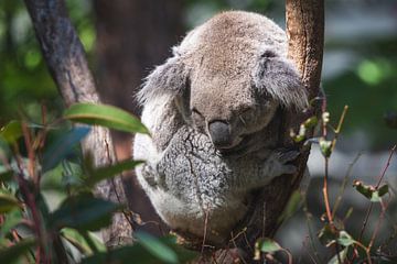 Koala sur Ronne Vinkx