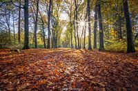 Sunbeams on a carpet of warm autumn leaves