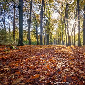Sunbeams on a carpet of warm autumn leaves by N-Joy Pictures