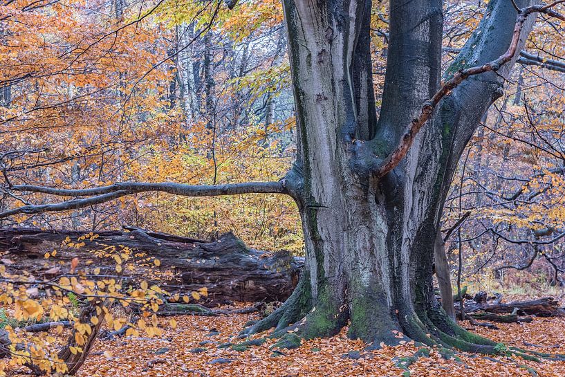 In the realm of the tree giants by Georg Mussack