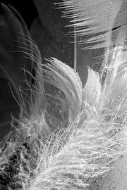 Light, airy lines. by Alie Ekkelenkamp