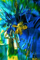 Gelbe Tulpe und die Krüge