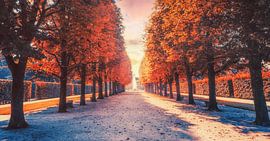 Schloss & Park Pillnitz an der Elbe. Park Baumallee von Jakob Baranowski - Photography - Video - Photoshop