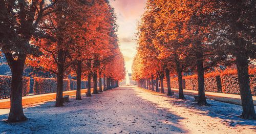Pillnitz Palace - Park in de Escape Point Tree Alley