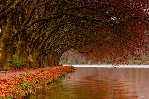 Gebogene Bäume in Herbstfarben
