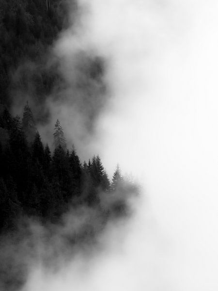 Forest in the mist 1 by Zbinden Konnex