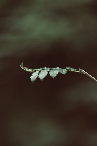 Lonely branch in the green