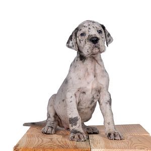Dogge oder Doggenwelpe auf einem Regal sitzend