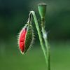 Mohnblüte / Knospe | Makrofotografie von Flatfield