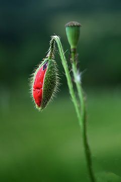 Klaproos bloem / knop | macrofotografie van Flatfield