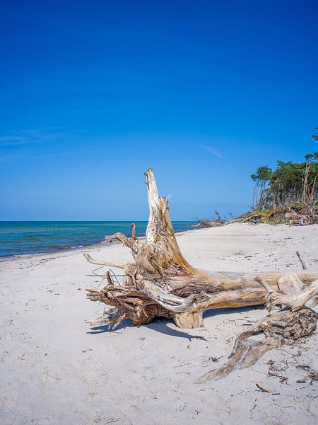 Fischland-Darß-Zingst (Baltic Sea) - Darßer Weststrand by t.ART