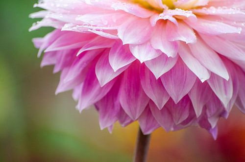 Dahlie mit Wassertropfen