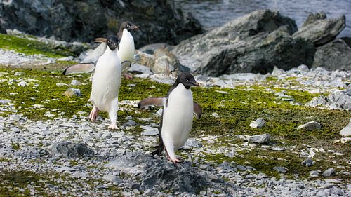 Die Adéliepinguine