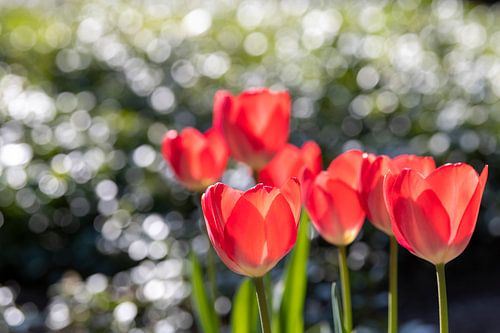 Rode tulpen met bokeh van druppels op groene bladeren