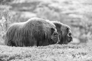 Bœuf musqué à Dovrefjell
