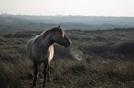 wildes Pferd in den Dünen von Jitske Cuperus-Walstra Miniaturansicht
