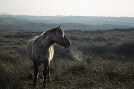 Wild horse by Jitske Cuperus-Walstra
