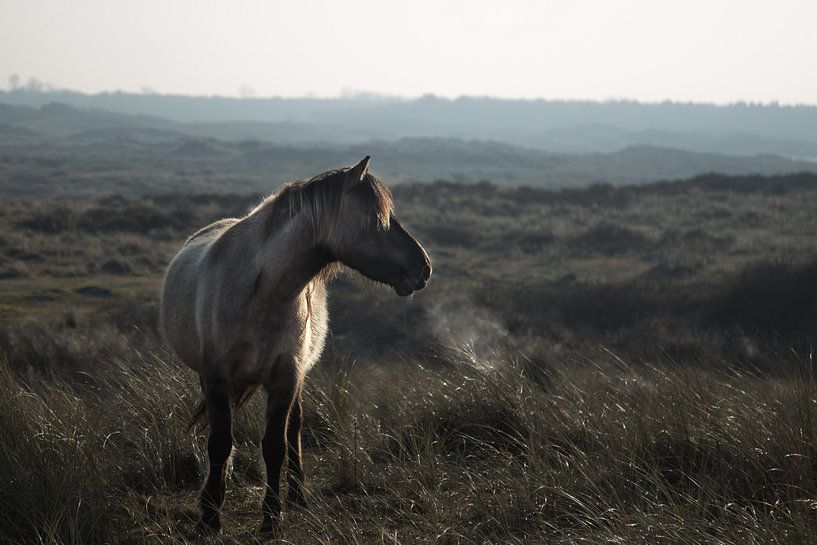 Wild paard @ Huisduinen van Jitske Cuperus-Walstra