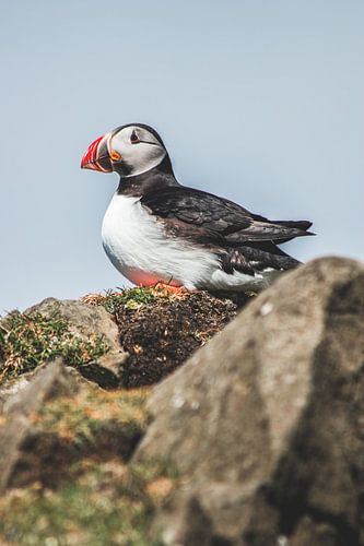 Papegaaiduiker op de Faeröer Eilanden