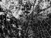 Spinnenweb met waterdruppels